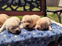 Labrador retriever