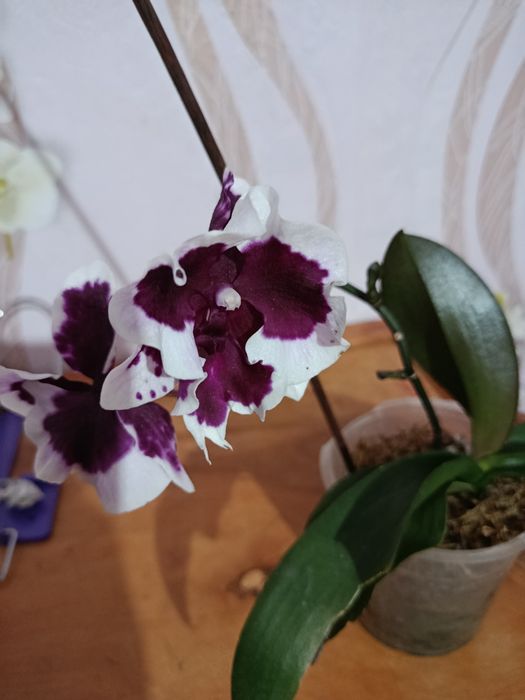 Продам фласку не дорого.