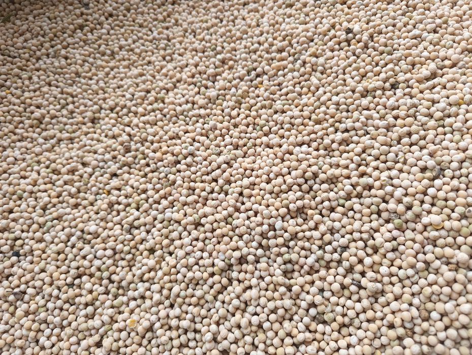 Groch zimujący Dexter