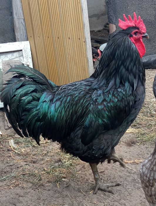 Джерсійський гігант інкубаційні яйця