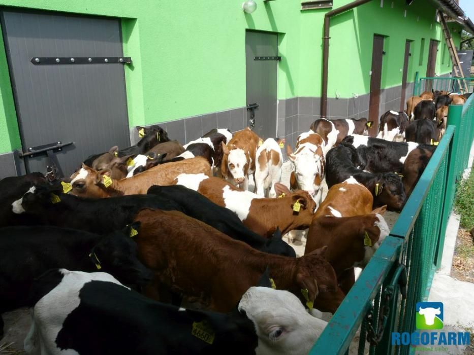 Jałówki MM,NCB i HF Polskie!