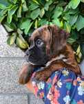 Disponível Boxer Tigrado
