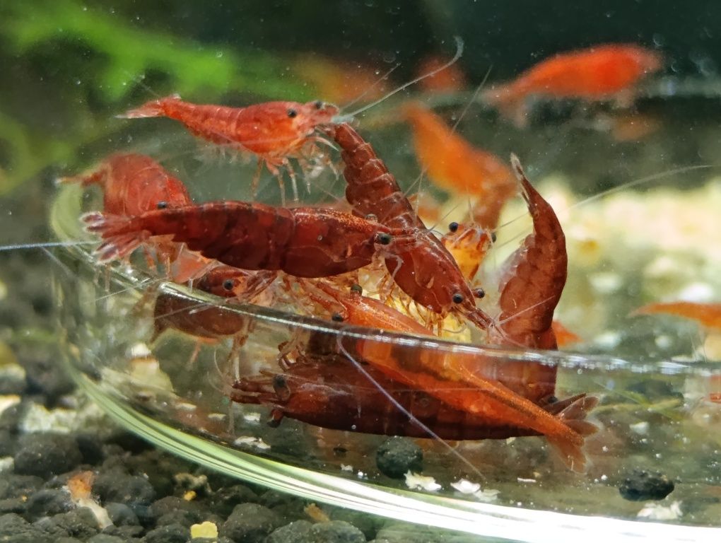 Krewetki Bloody Mary Neocaridina z wody kranowej