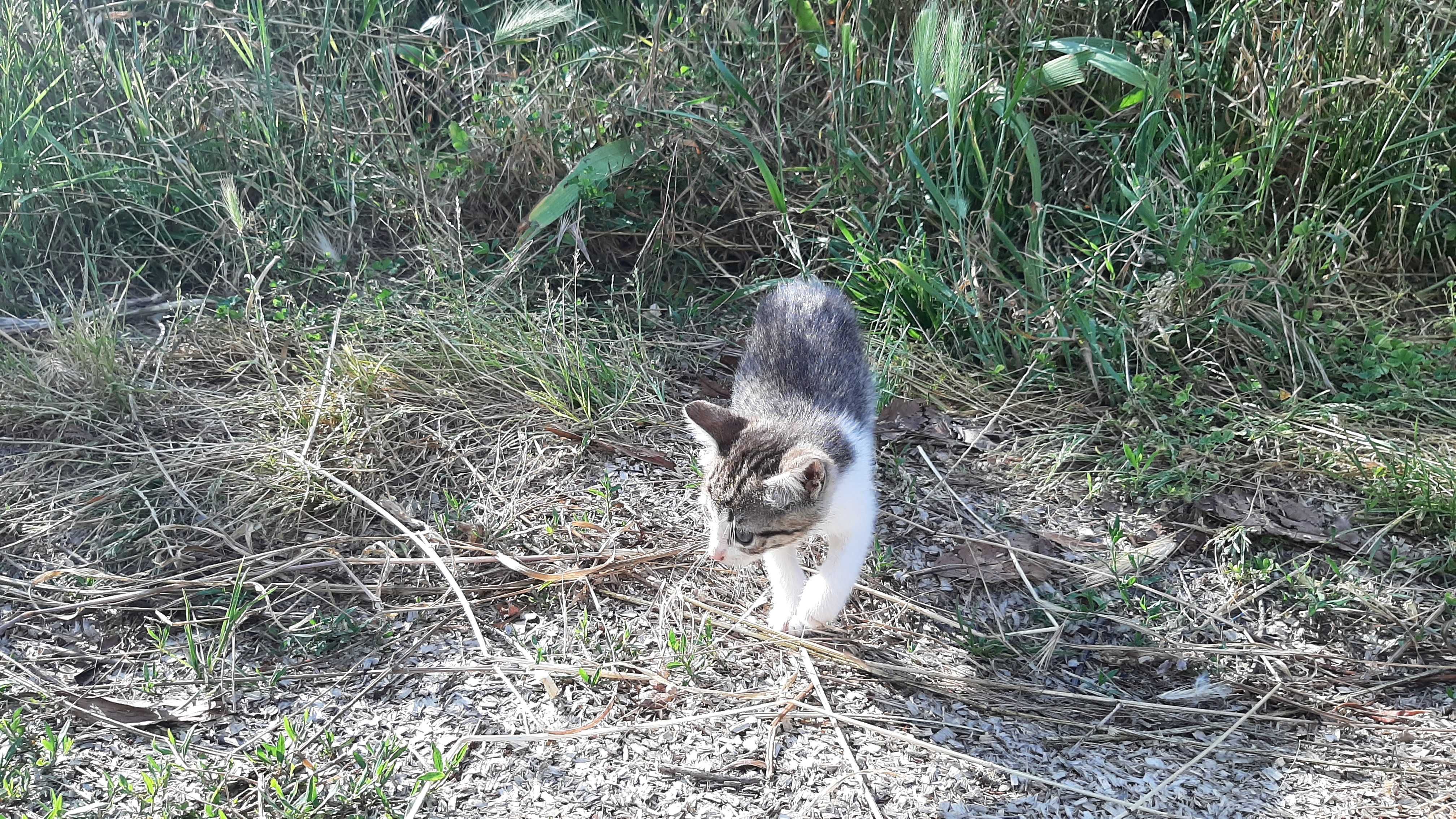 Gatinhos para adoção (nascidos a 22 de Abril)