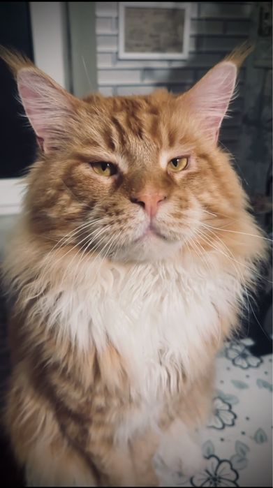 Маленьке диво — руда мейн-кун Olivia!