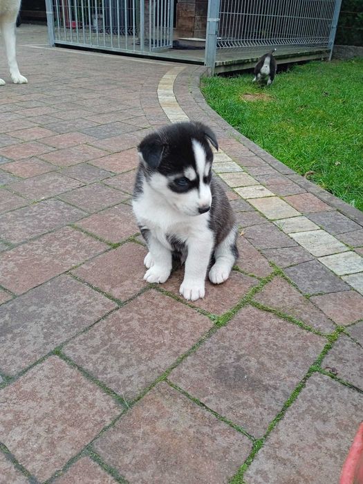 Szczeniaki Syberian Husky