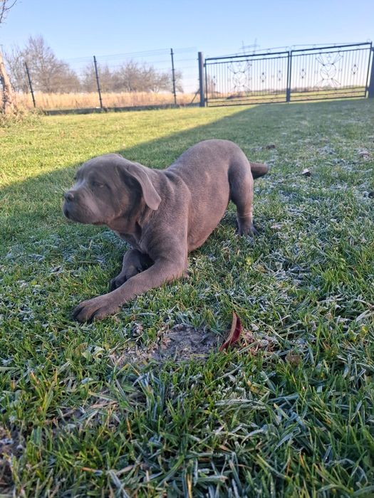 Suczka Cane Corso