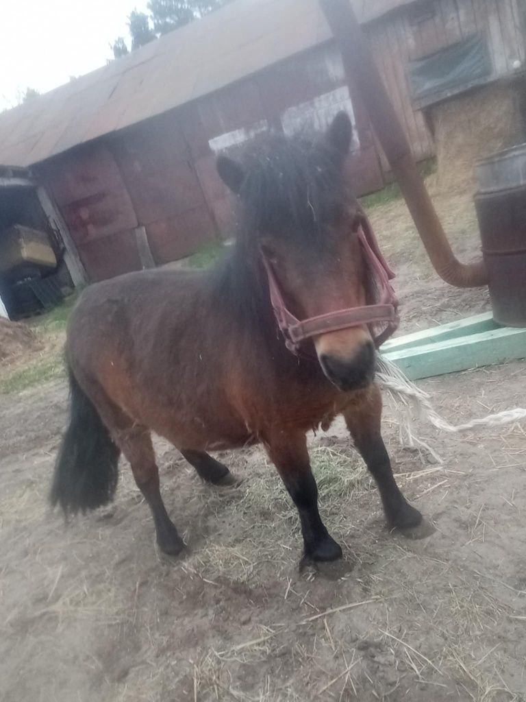 Sprzedam Kucyk Klacz