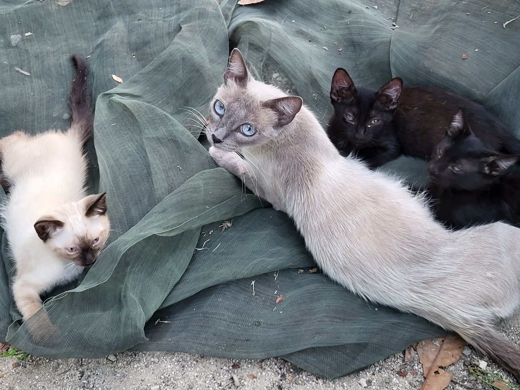 Gatos para adoção