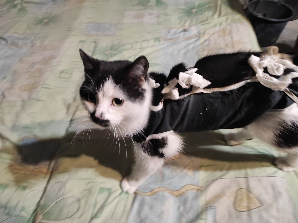 Киця, кошеня ,котик