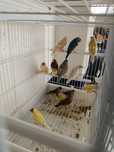 Diamantes de Gould 2025