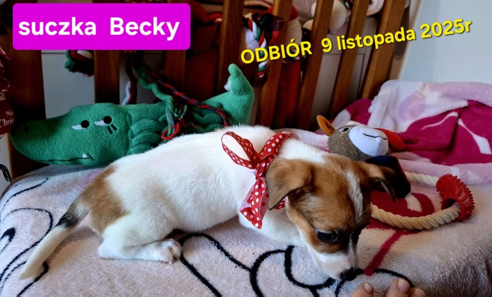 Suczka Jack Russel Terrier odbiór 9 listopad2025r RODZICE W HODOWLI