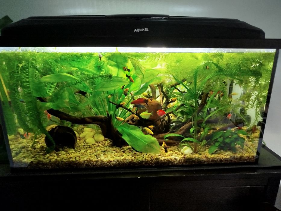 Akwarium 112l z całą osadą i sprzętem