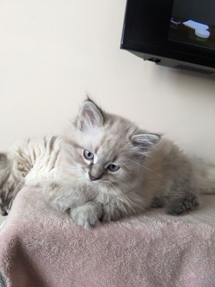 Котята Невская маскарадная