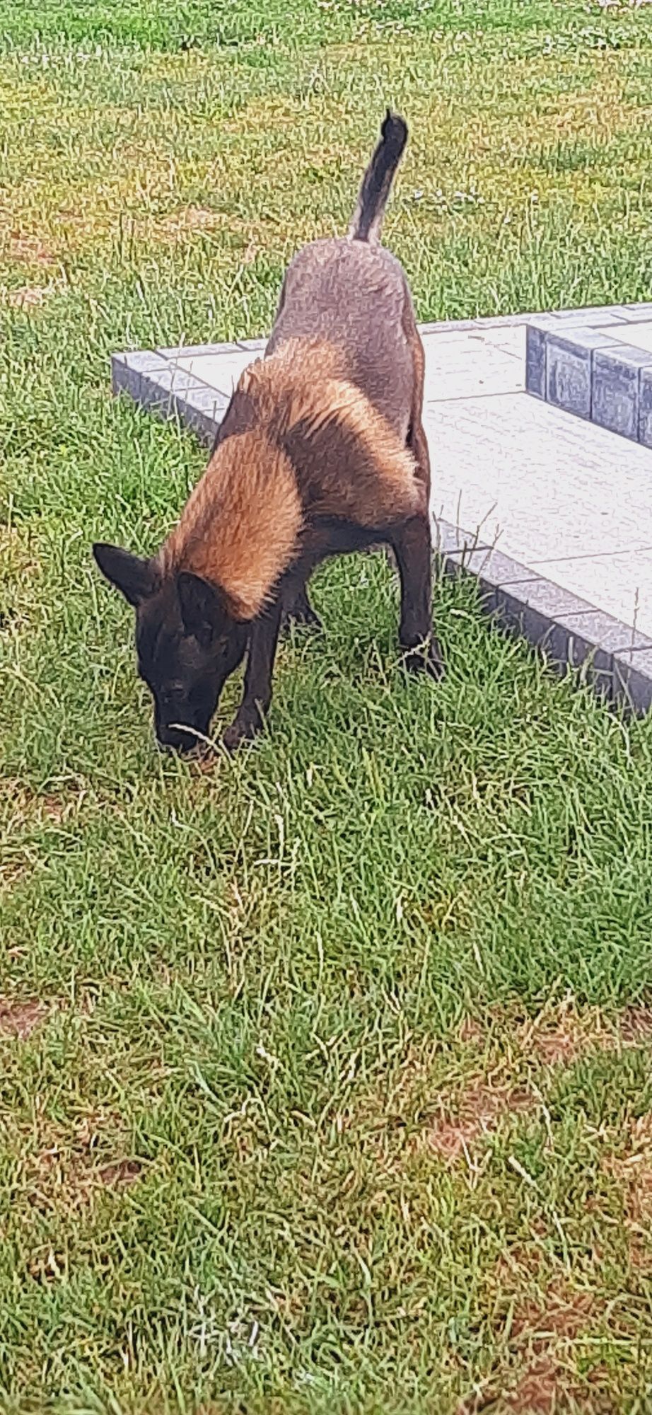 Owczarek Malinos Suczka Fci
