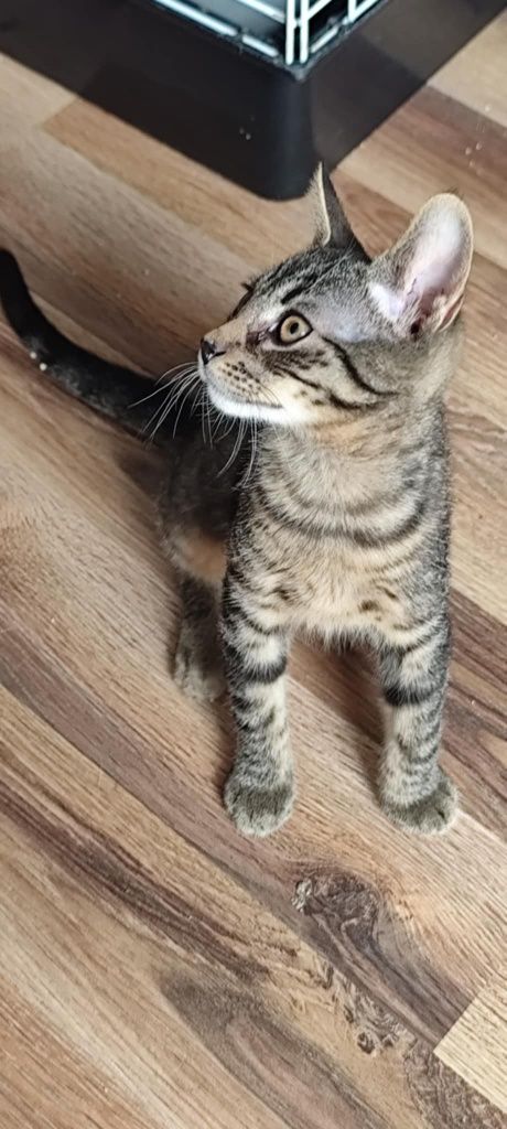 Do pilnej adopcji kocurek kociak Miron