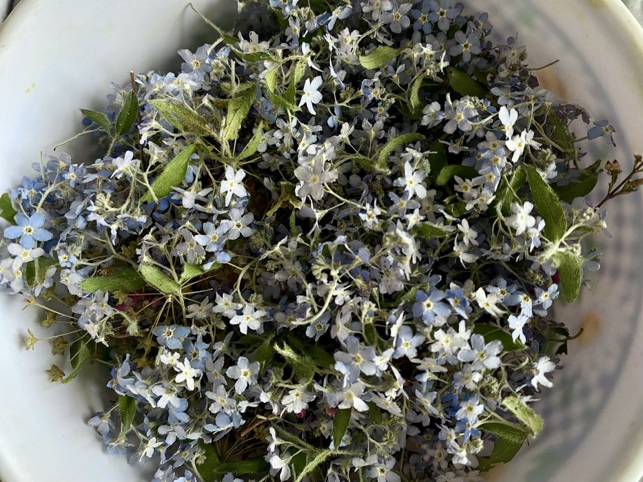 Незабудки сухоцветы сухоквіти для епоксидної смоли