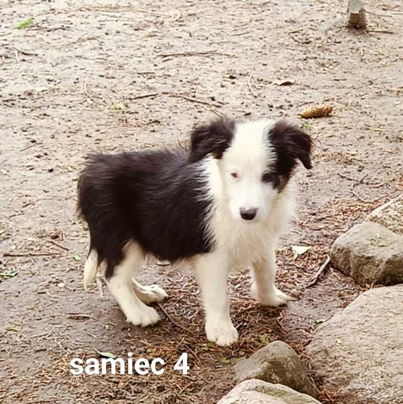 Border collie samiec