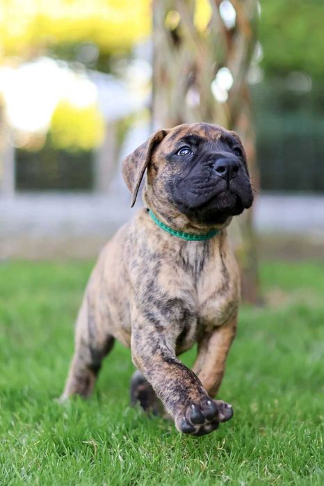 Dog Niemiecki szczenię FCI