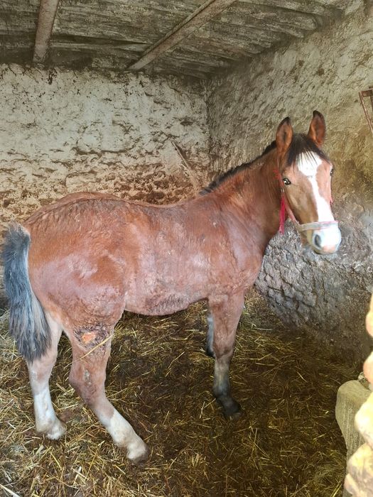 Sprzedam Konie źrebaki