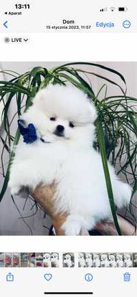 Szpic miniaturowy ZKwP FCI  chłopak bialy Pomeranian