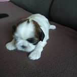 Shih Tzu suczka pięknie umaszczona