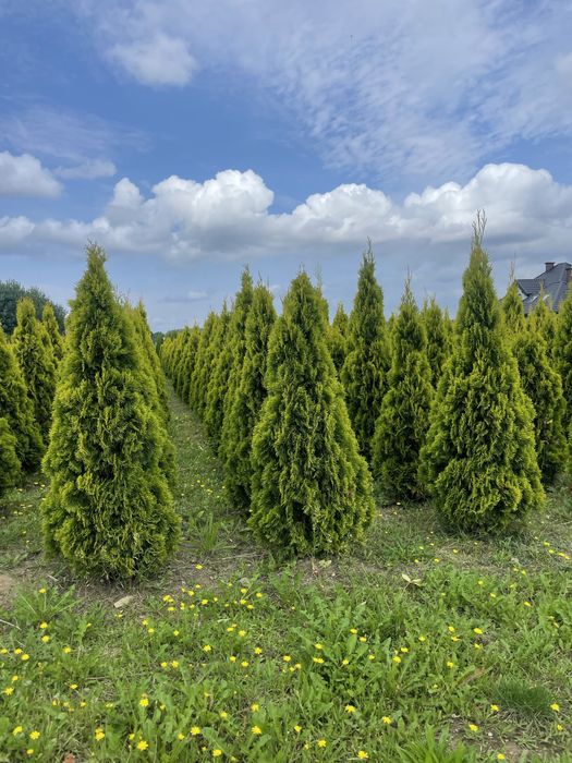 Tuja Szmaragd 250cm ‼️PRODUCENT‼️ tuje Brabant, świerki