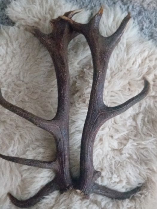 Poroże jelenia. zrzuty para 7 kg.