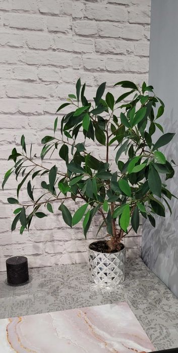 Fikus ala Bonsai