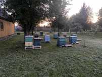 Продам пасіку , вулики