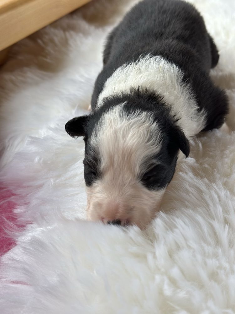 Cudny piesek border collie ZKwP FCI po Grand Championie PL