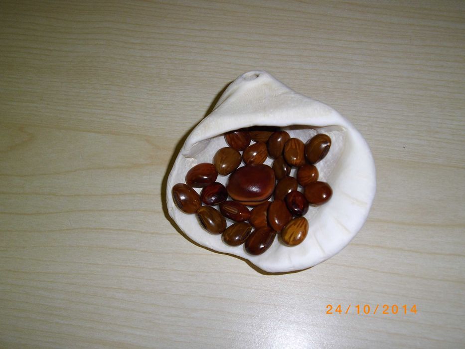 castanhas da sorte Angola