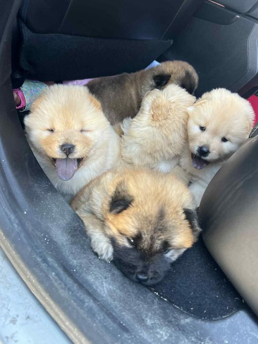 Cachorro Chow chow