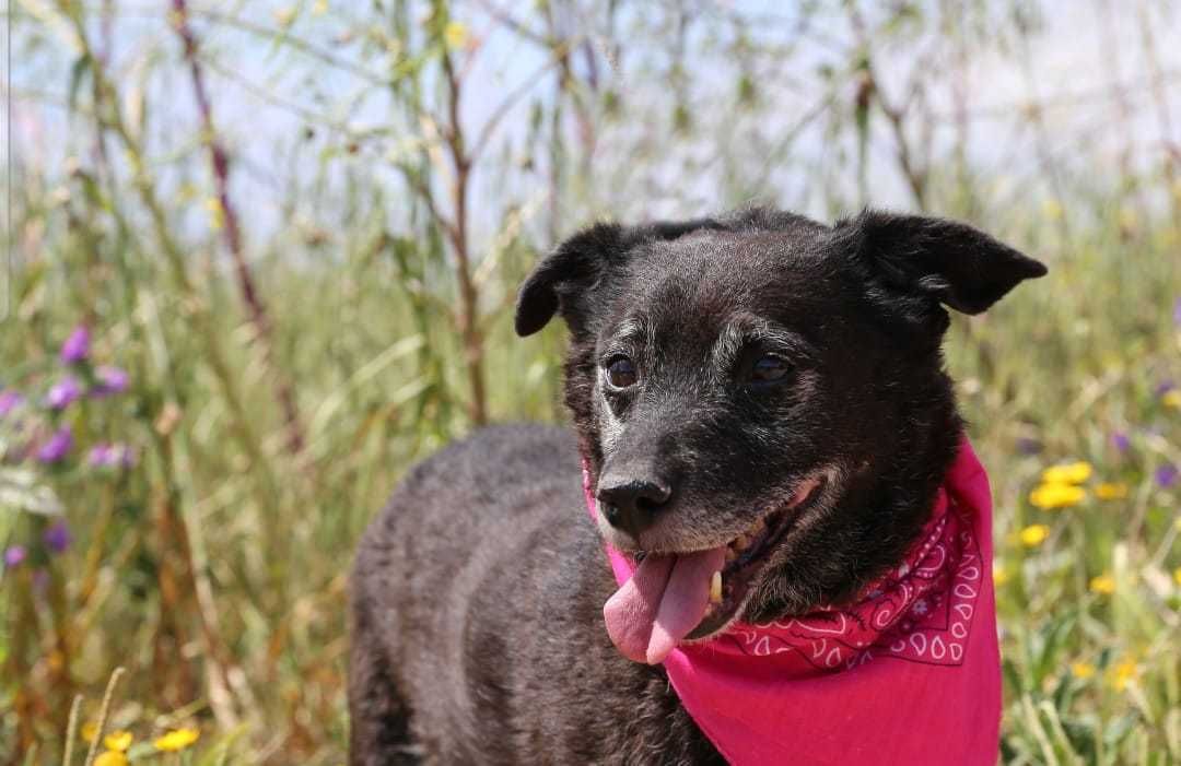Alfragide - cão pequeno para adoção