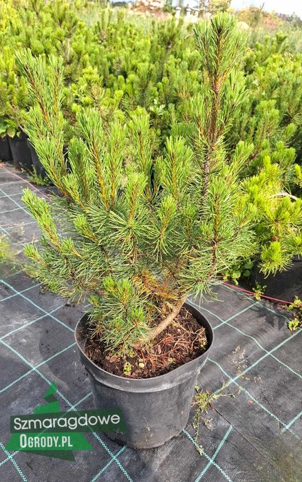 Sosna górka KOSODRZEWINA Pinus mugo DONICA C5
