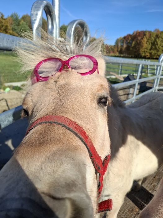 Ogier  Fiord z wybitnym rodowodem