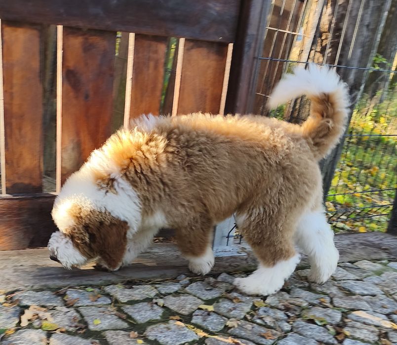 Piesek Pudel Standard Giant -królewski do odbioru