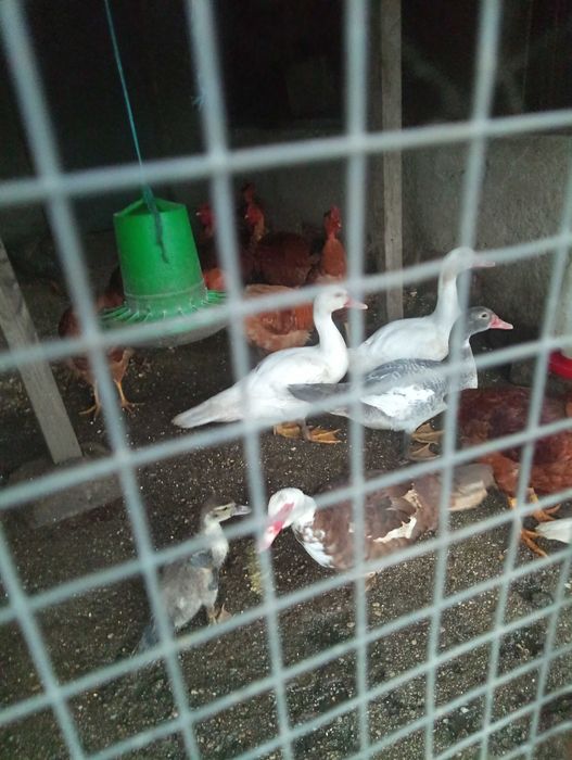 Patos mudos jovens para criar