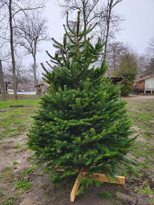 Живая Елка Ялинка, Пихта Нордмана