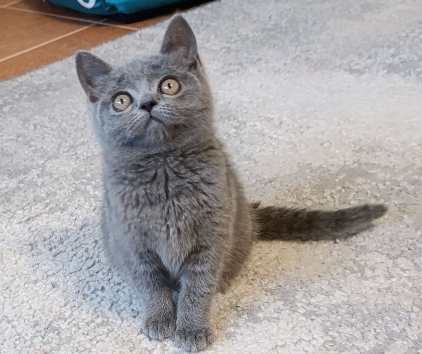 Британська прямовуха дівчинка