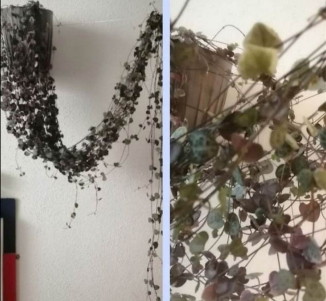 Piękny metalowy statyw ze szklanymi probówkami do kwiatów. Okazja