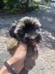 Yorkshire terrier