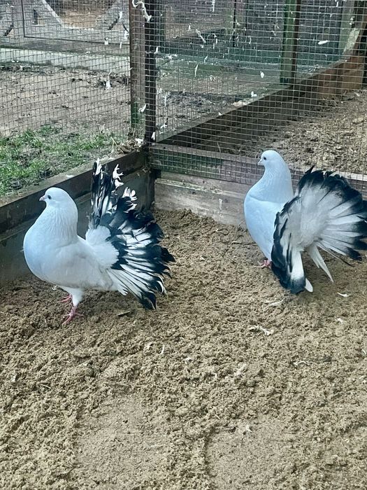 Gołębie ozdobne pawiki