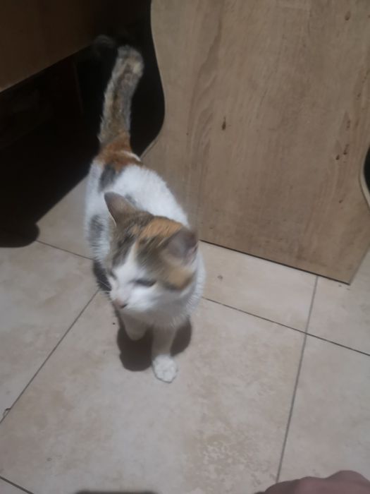 Oddam kotkę przybłęde