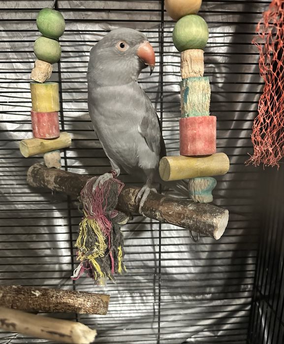 Aleksandretta obrożna