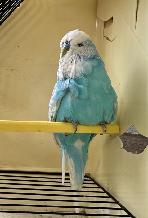 Periquitos e Rolas Diamantes