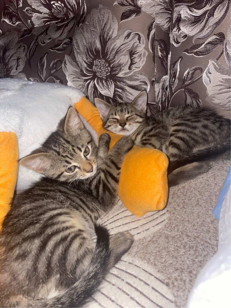 Кошенята хлопчики