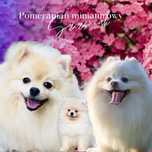 Szpic miniaturowy pomeranian