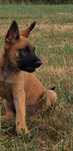 Owczarek Belgijski Malinois, suczka
