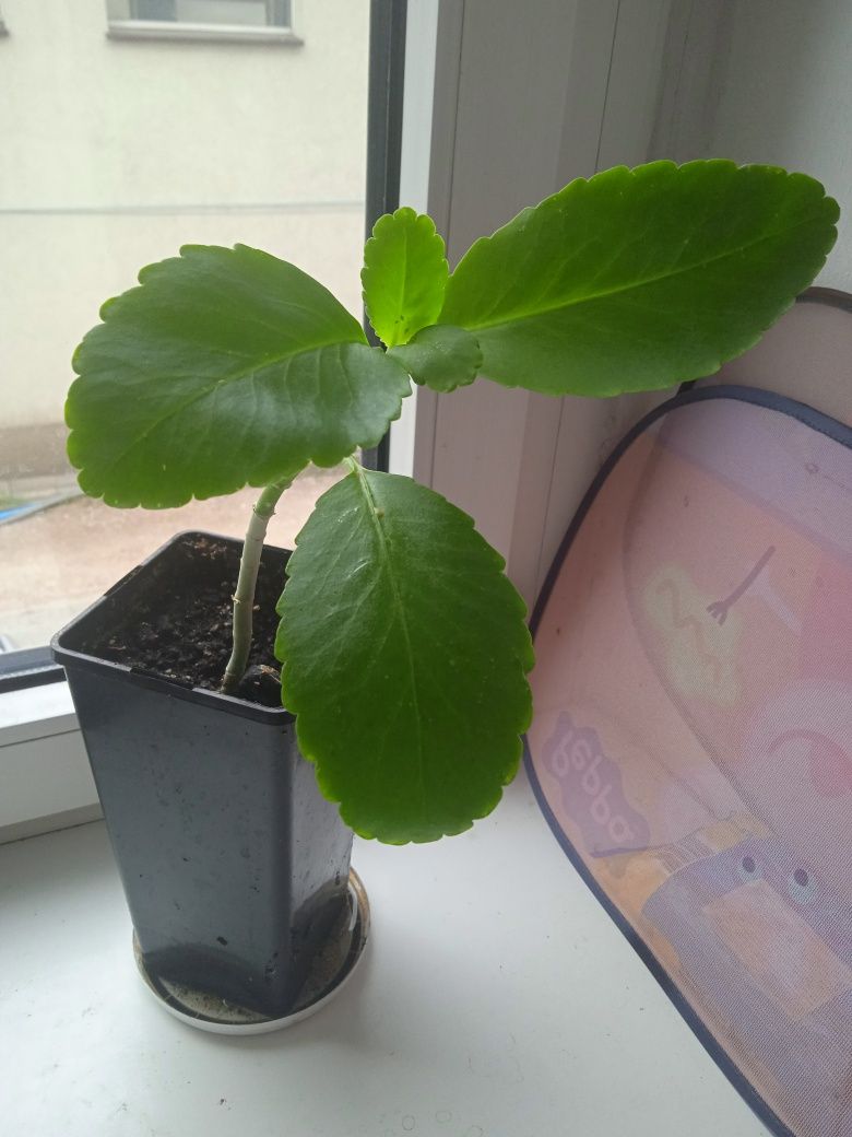 Żyworódka pierzasta kalanchoe